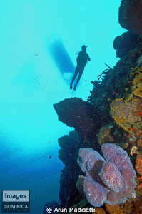 Diver and reef by Arun Madisetti 
